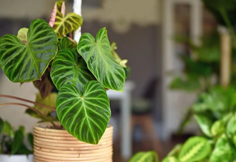 philodendron