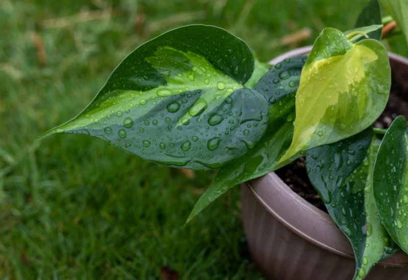 philodendron hederaceum