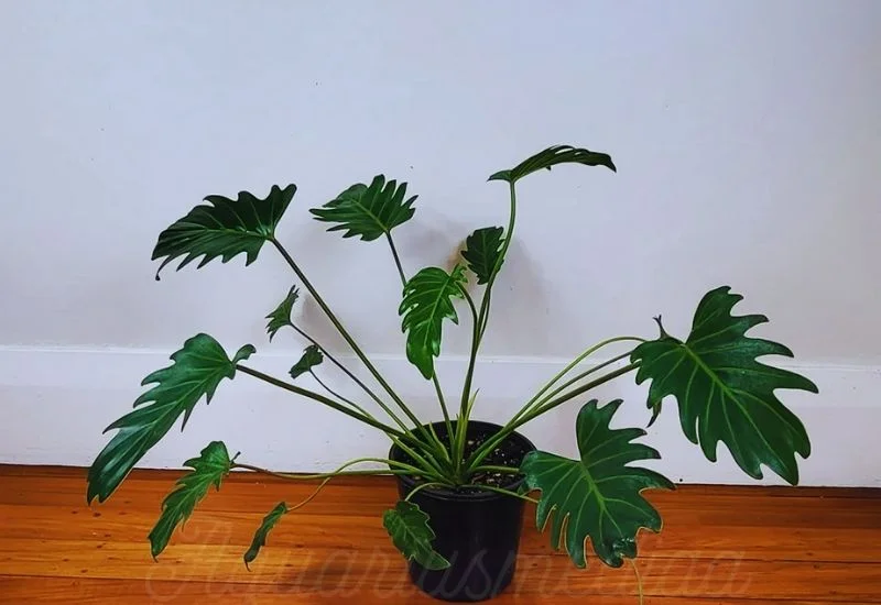 Xanadu Philodendron