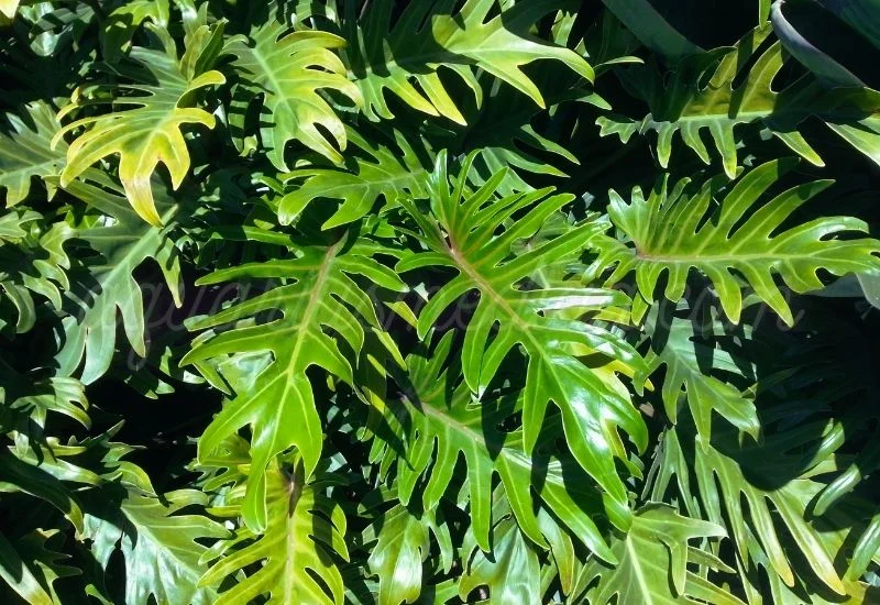 xanadu philodendron