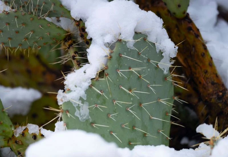 Cactus Species that can Live in Cold