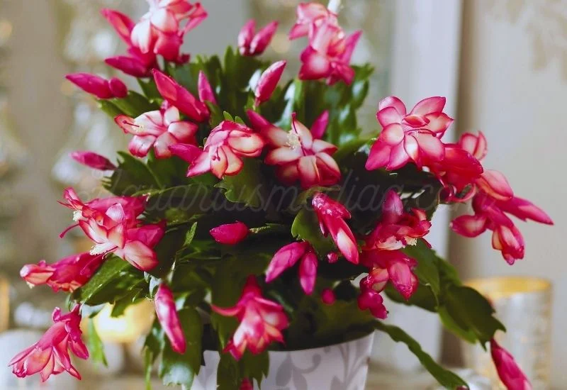 Christmas Cactus 