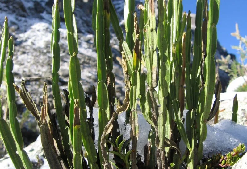 Features of Cold Hardy Cactus