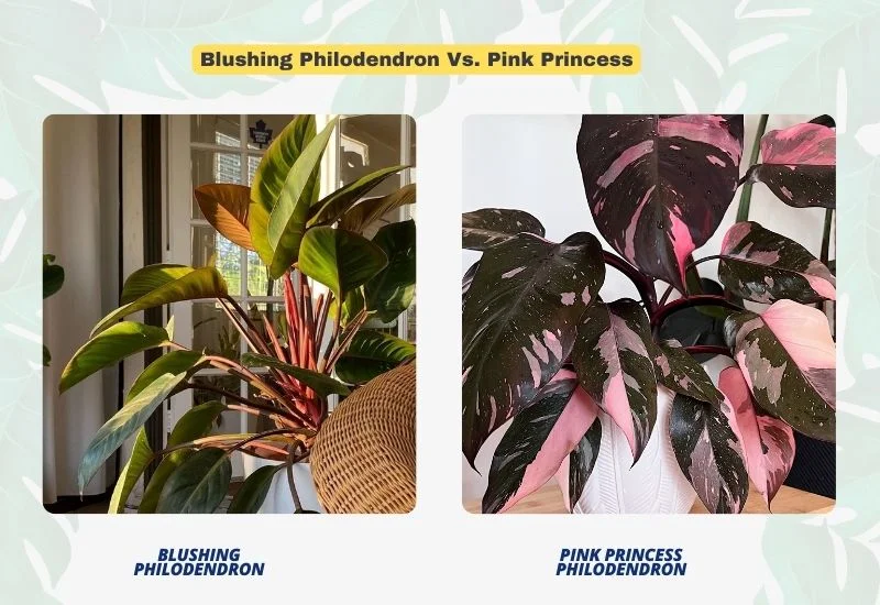 Blushing Philodendron Vs. Pink Princess