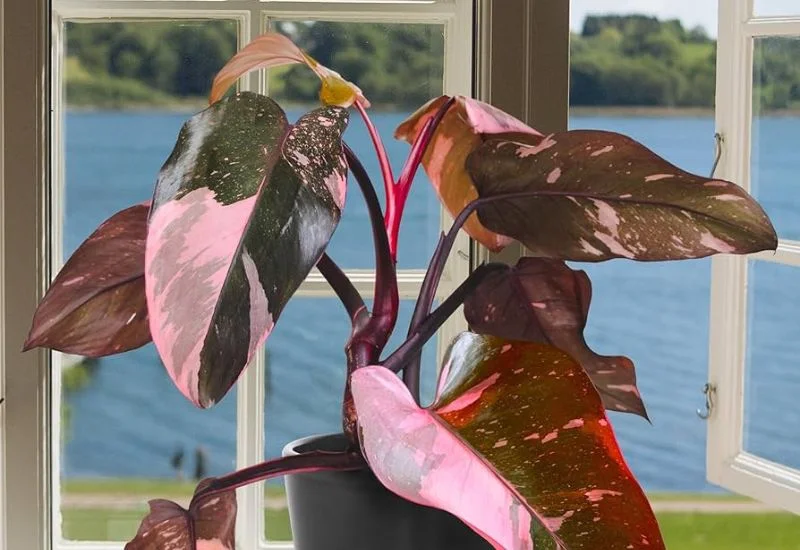 Care of Philodendron Pink Princesses