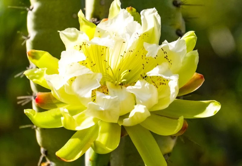 Flowers and Fruits