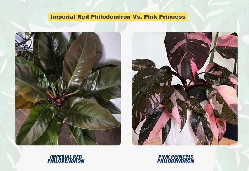 Imperial Red Philodendron Vs. Pink Princess