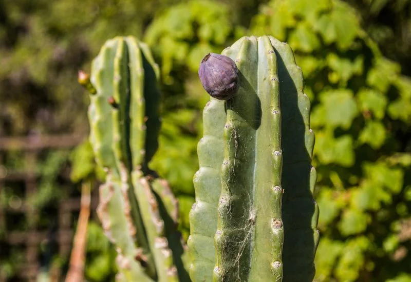 Peruvian Apple Cactus Care