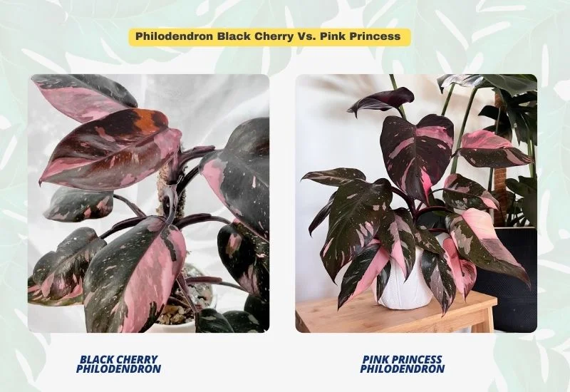 Philodendron Black Cherry Vs. Pink Princess​