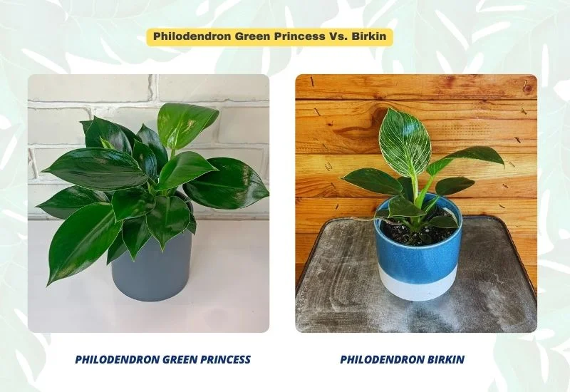 Philodendron Green Princess vs. Birkin 2