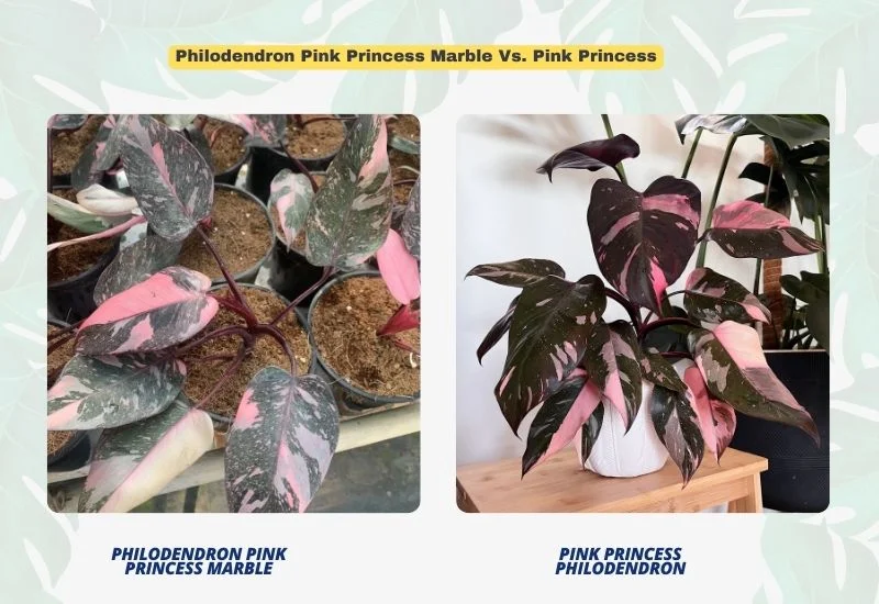 Philodendron Pink Princess Marble Vs. Pink Princess -faraz