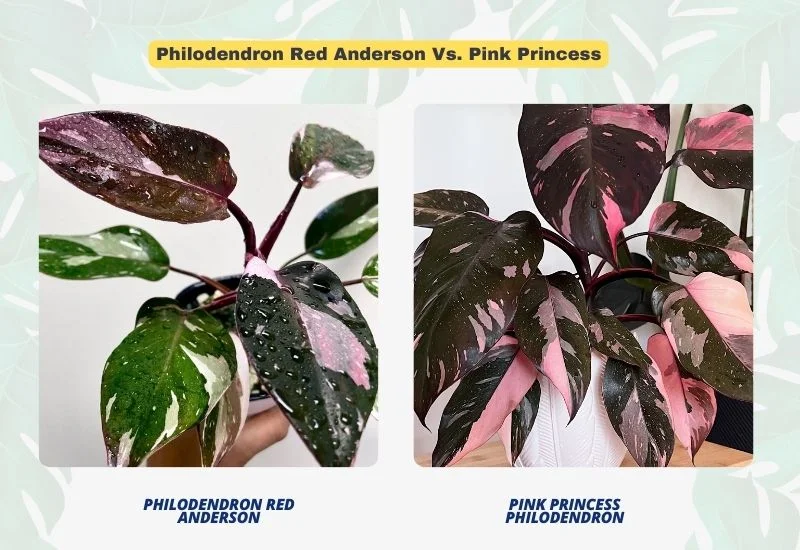 Philodendron Red Anderson Vs. Pink Princess