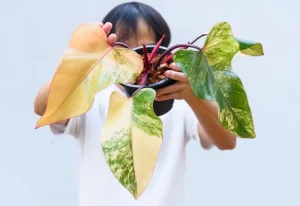 Philodendron Strawberry Shake