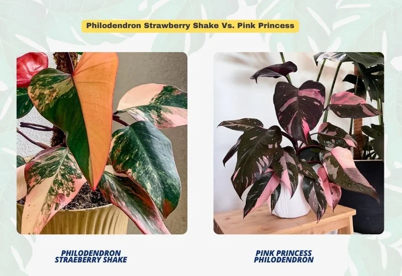 Philodendron Strawberry Shake Vs. Pink Princess