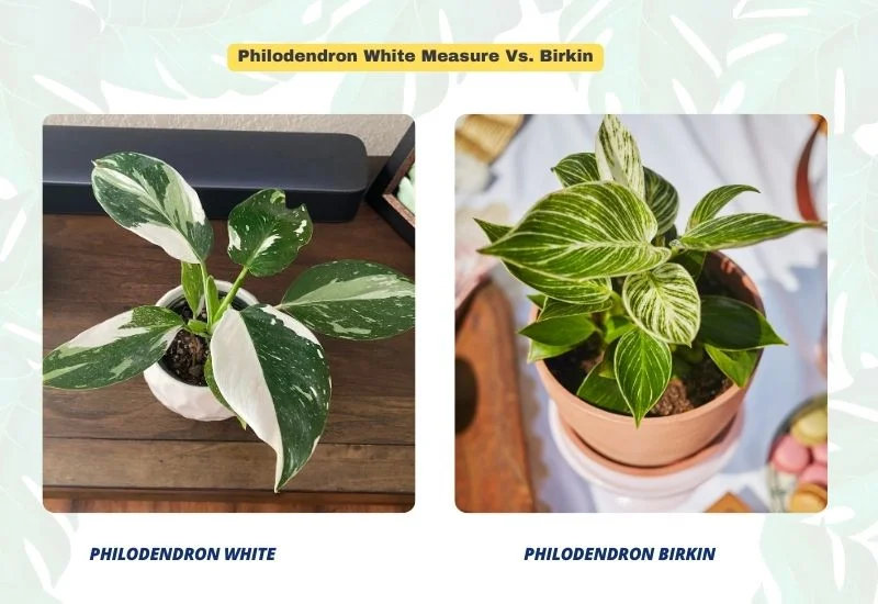 Philodendron White Measure vs. Birkin plant 1