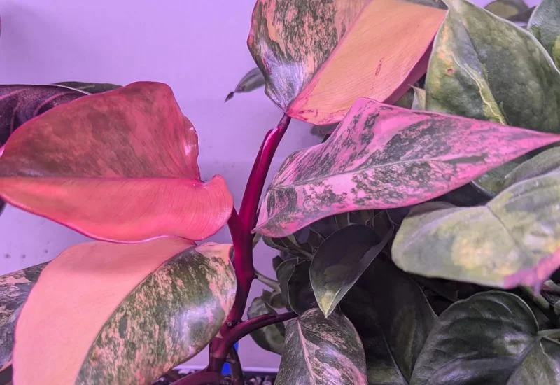 Propagation