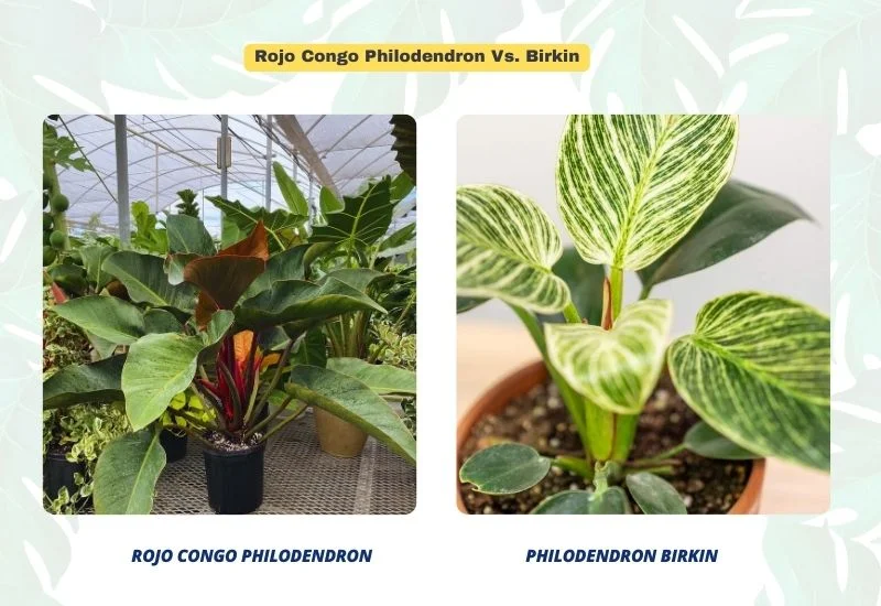 Rojo Congo Philodendron vs. Birkin 1