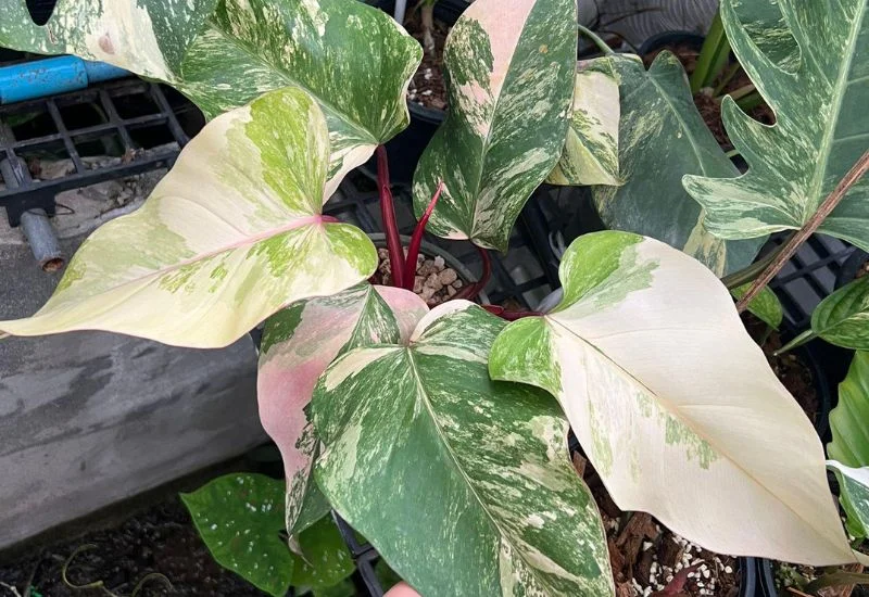 Varieties & Similar Plants