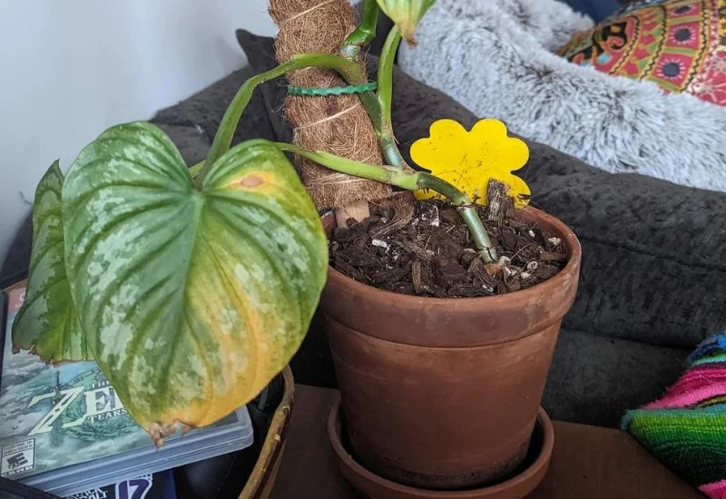 Brown Spots on Philodendron Leaves