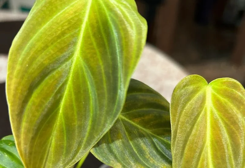 Philodendron Yellow Leaves​