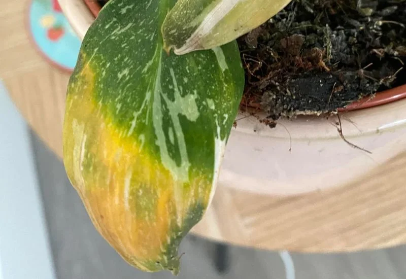 Understanding Philodendron Yellow Leaves